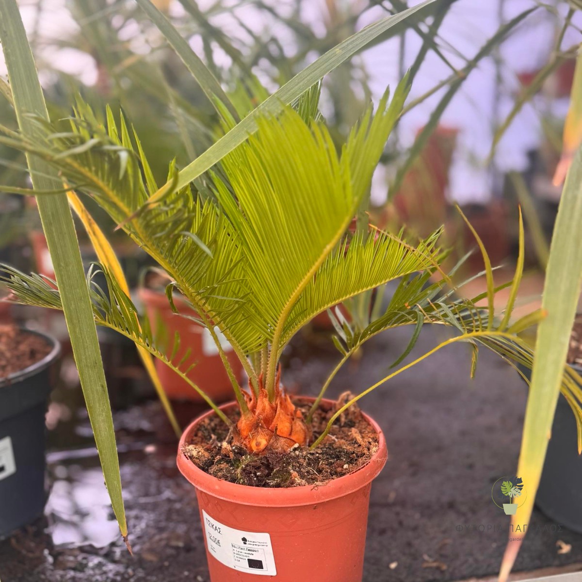 Κυκάς (Cycas revoluta) | Εξωτικό Αειθαλές Φυτό για Κήπο & Γλάστρα - 2